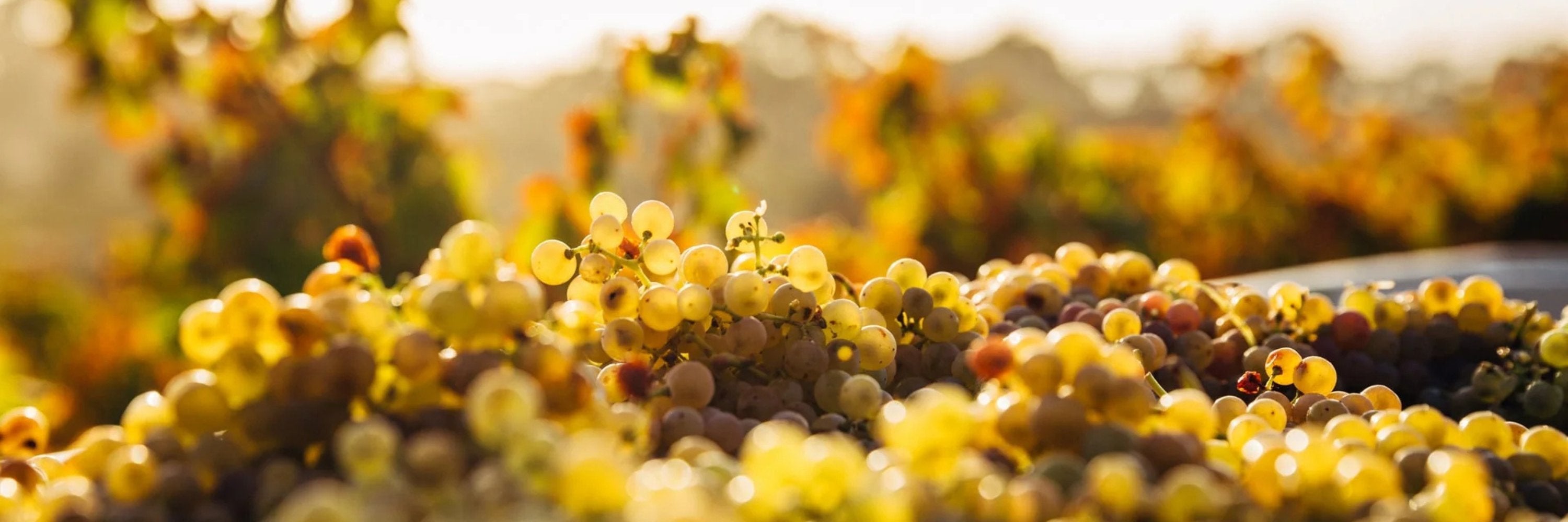 Grappes de raisins blancs mûrs sous le soleil dans un vignoble, prêtes pour la récolte et la vinification en bourgogne