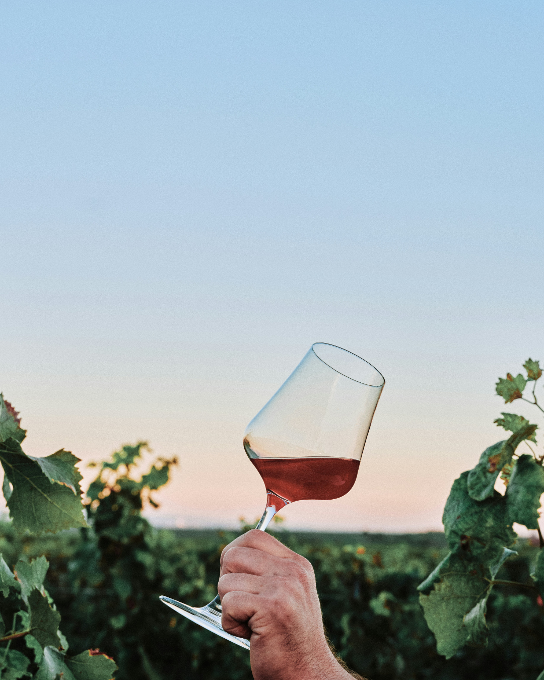 verre de vin dans les vignes ambiance chic