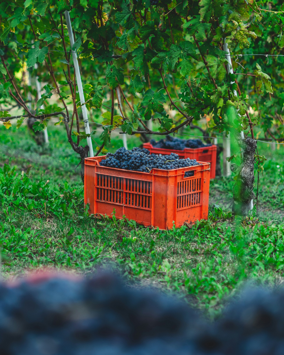 caisse rouge de raisins rouges danns des vignes