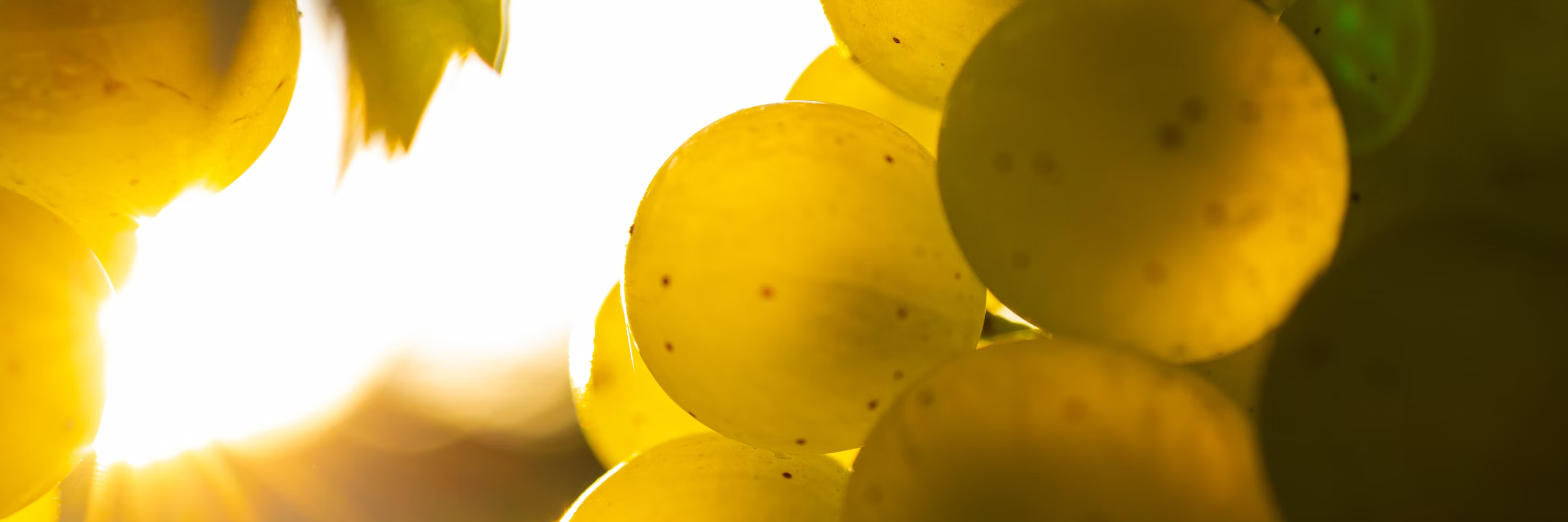 Grappes de raisins jaunes baignées de lumière dorée, capturant la beauté de la viticulture en plein soleil