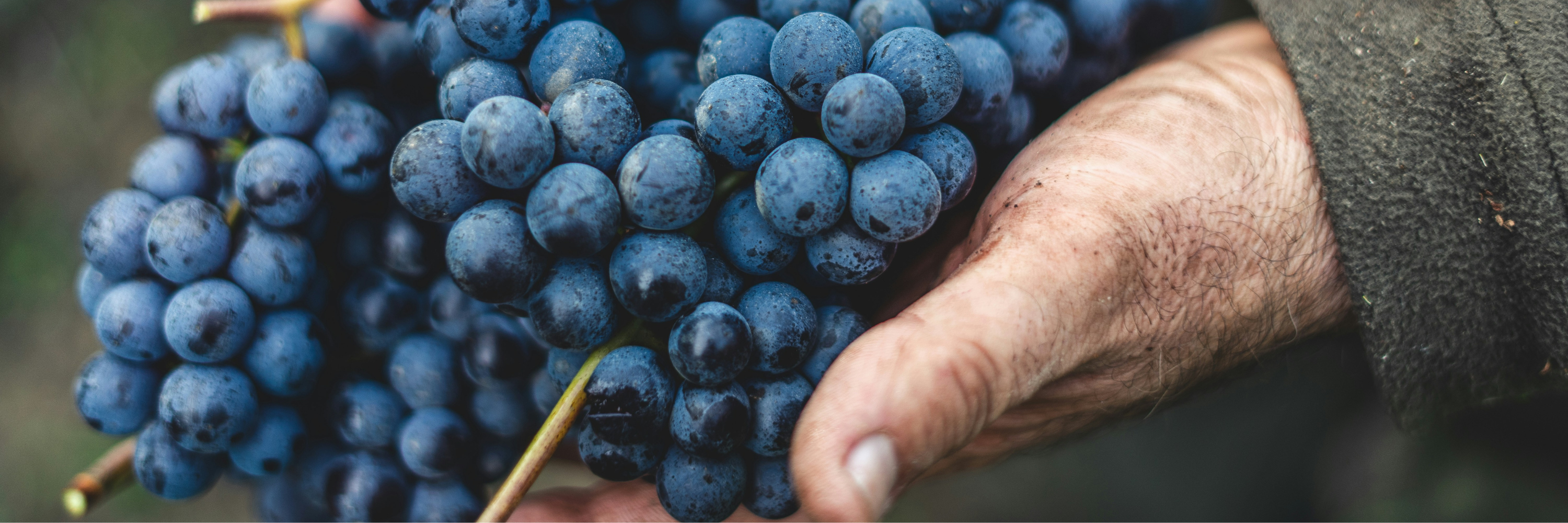 Main de vigneron tenant une grappe de raisins noirs, symbole du travail artisanal dans la viticulture